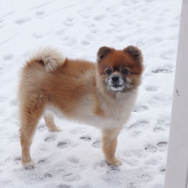 En delad bild som visar två sektioner. Den vänstra sektionen visar en person som håller i en liten Pomeranian som ligger med huvudet på personens arm. Den högra sektionen visar samma Pomeranian, nu utanför i snön, stående med svansen upprätt och en nyfiken hållning. På den högra bilden har hunden bara tre ben.