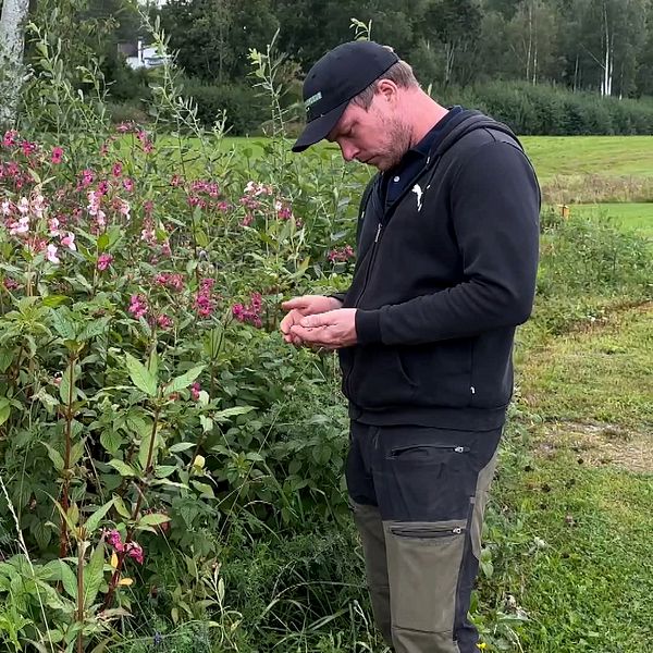 Bonde studerar bestånd av jättebalsamin.