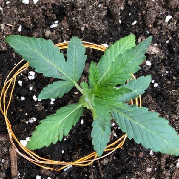 Cannabisplanta med koppartråd runtom.