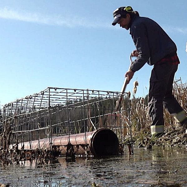 EN bäver kommer simmande. En man står med en grep och skyfflar vattenväxter. I förgrunden syns en stålbur med ett rör. Tanken är att fisken ska simma genom röret ifall bävern återkommer och  bygger en ny hydda.