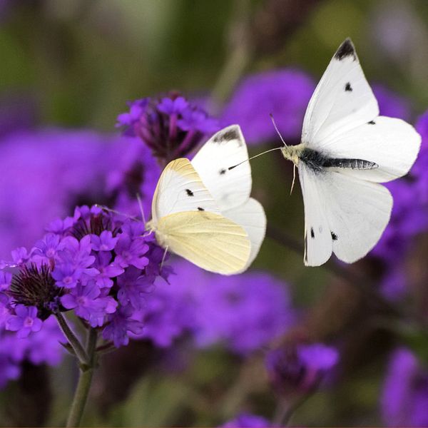 Till vänster i bild syns en kvinna med grön halsduk. Till höger ett par fjärilar och blommor.