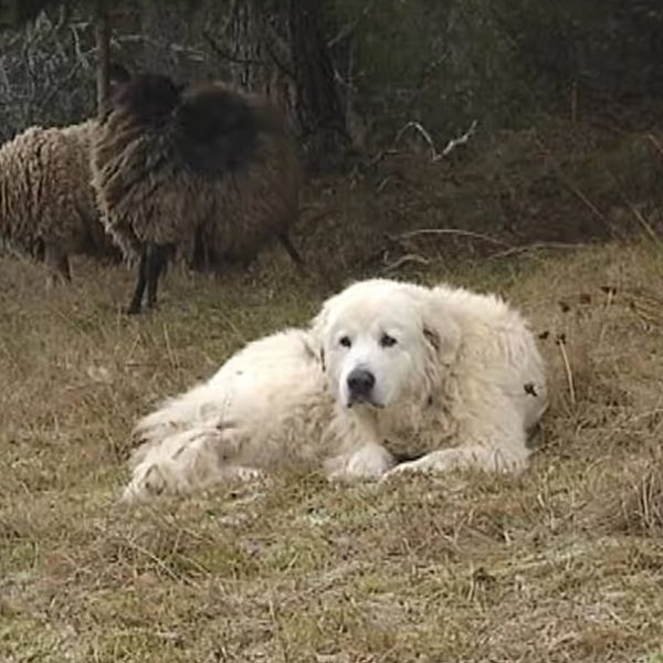 Jens Frank från Sveriges lantbruksuniversitet på ena delen av bilden. Andra delen av bilden en boskapsvaktande hund.