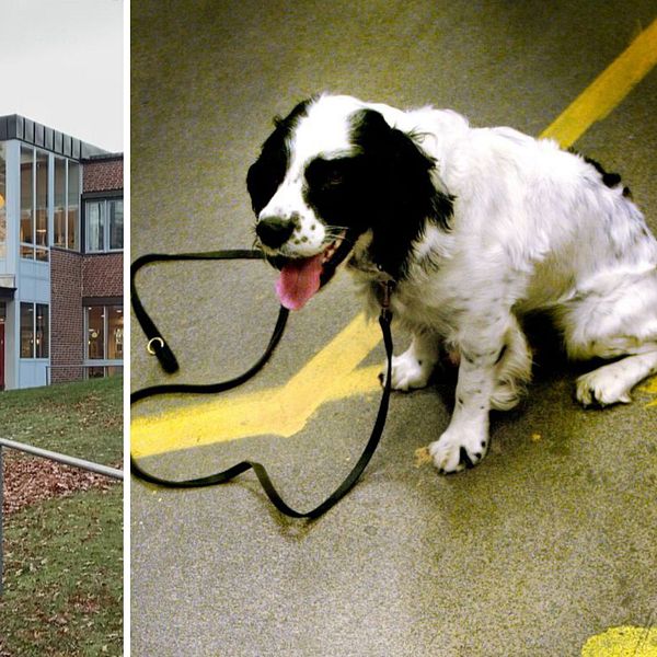 knarkhund
