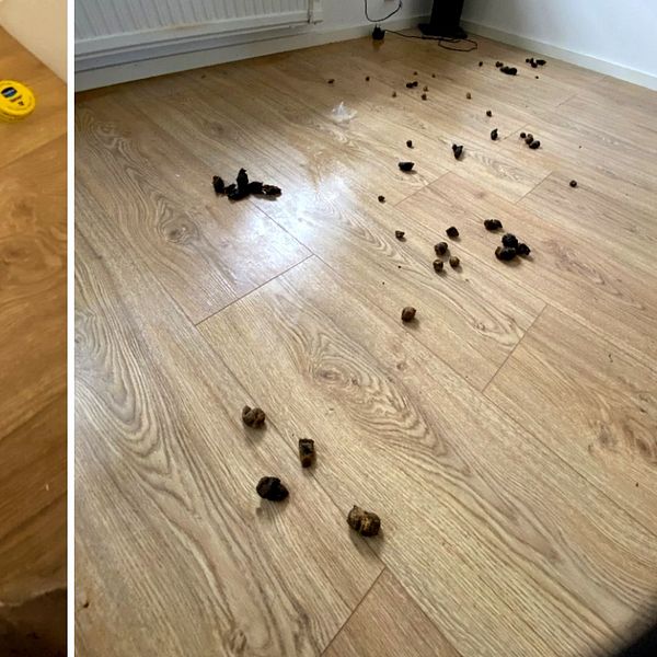 Hundbajs och sönderbitna sladdar hittades inne i lägenheten där hundarna varit inlåsta.