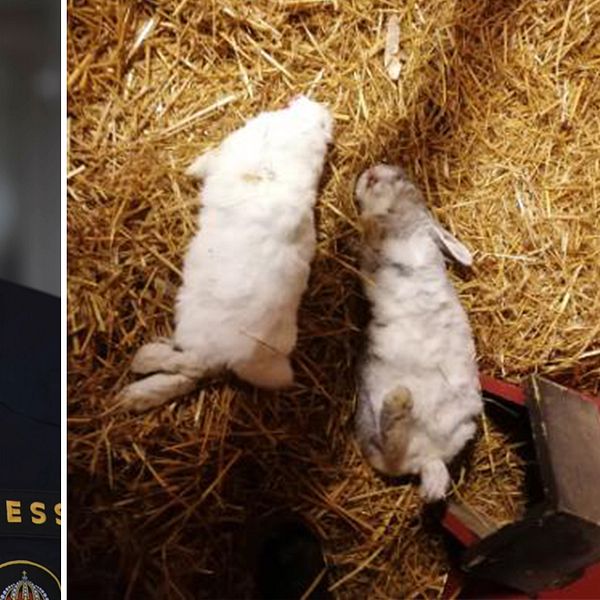 Döda kaniner och polisens presstalesperson