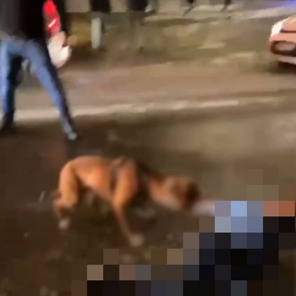 Förvaltningsrätten i Göteborg och hunden som attackerade barn