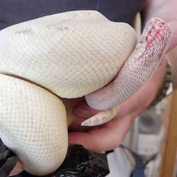 Herpetologen Dan Andersson visar den kungspyton som hittades efter en väg utanför Boden..