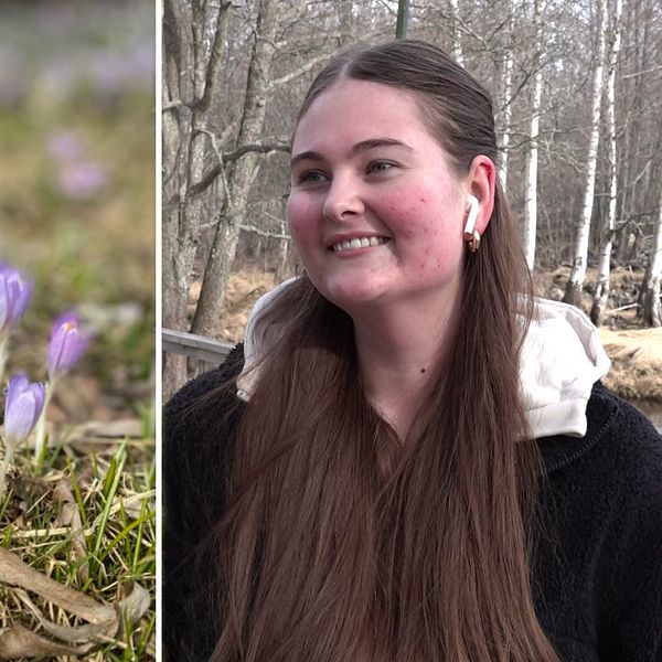 Tvådelad bild. Till vänster: Lila krokusar i gräset. Till höger: Kvinna med långt hår i skogsmiljö.