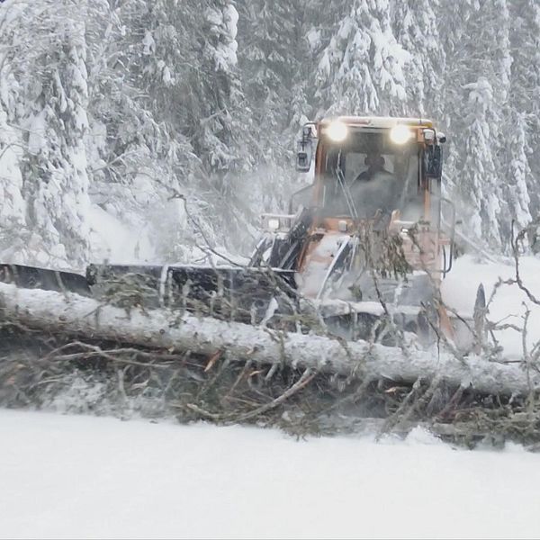 SVT:s reporter står i snöovädret med snöiga glasögon och luvan uppfälld. Till höger syns en traktor frakta bort ett träd.