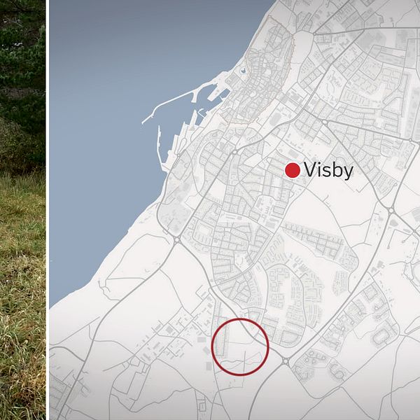 SVT reporter syns i ett skogsparti. bredvid en karta över visby.