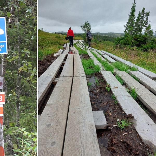 Skylt mot Hållfjället och breda spänger på vandringsled mellan Hållvallen och Hållfjällets turiststation
