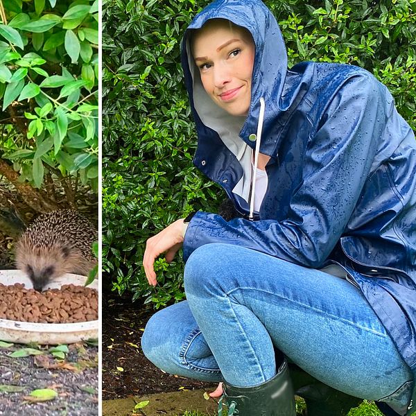 Cecilia Folkesson,35, är igelkottens väktare i Genevad utanför Laholm och igelkottar.