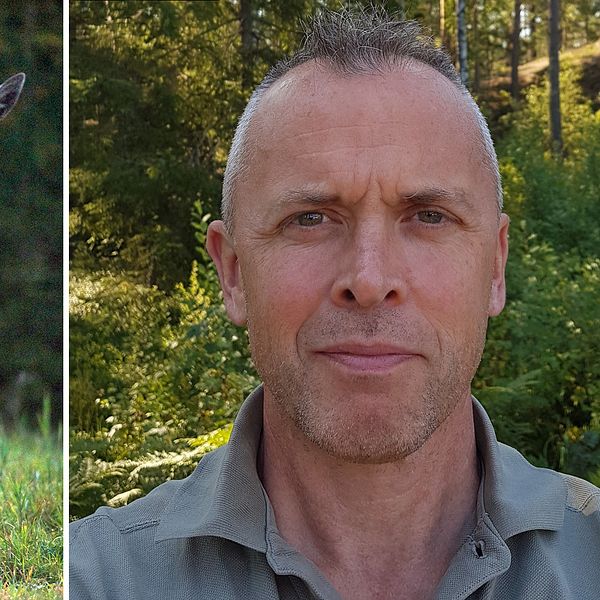 Till vänster en bild på en älg, till höger en bild på forskaren Fredrik Widemo