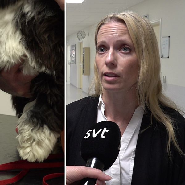 hund får bandage, veterinär intervjuas