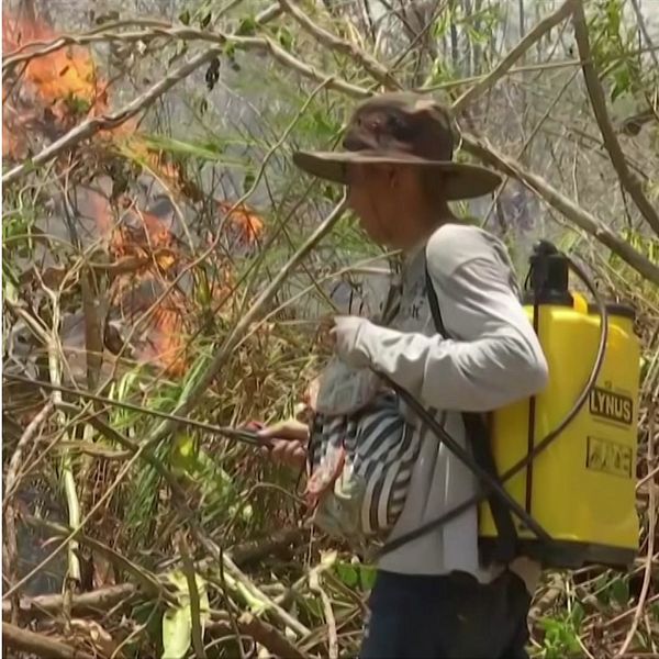 Skogsbrand i Bolivia