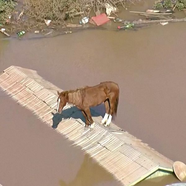 En häst strandsatt på ett tak.