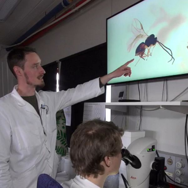 Länsstyrelsens och forskarna som upptäckt den nya parasiten