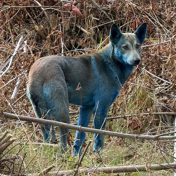 Flera hundar med blå päls syns i naturen vid buskar och gräs.