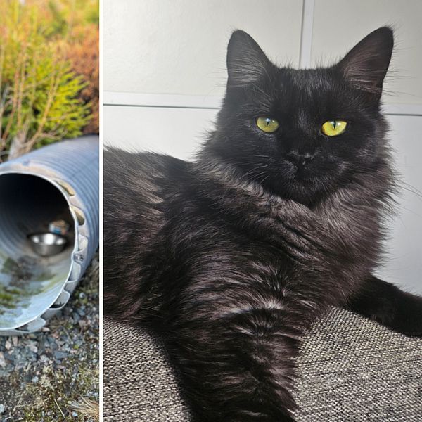 Katten Maoen i Skillingaryd har räddats – efter sex dagar i ett rör ...