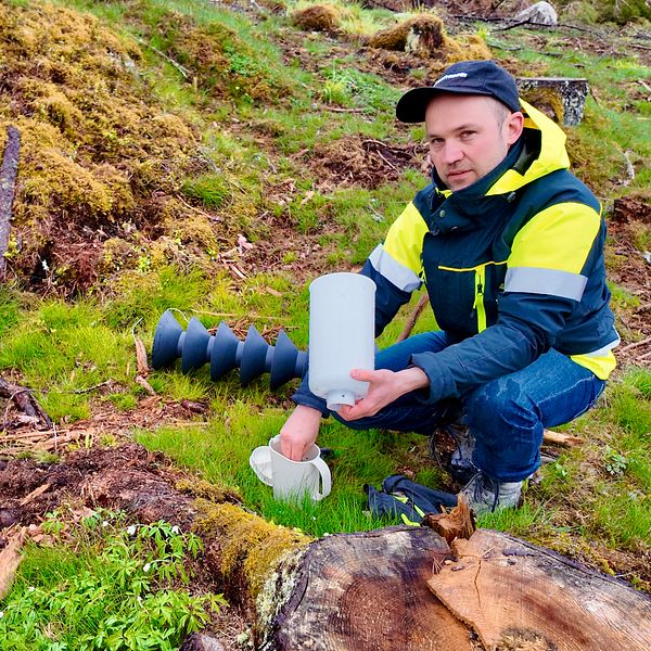 Delad bild. Till vänster många granbarkborrar i en handflata. Till höger en man sittande på huk i ett skogsparti