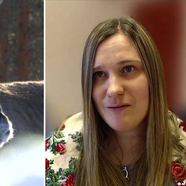 Tvådelad bild. Vänster: en ren i skogsmiljö. Höger: person med långt ljust hår mot röd bakgrund.
