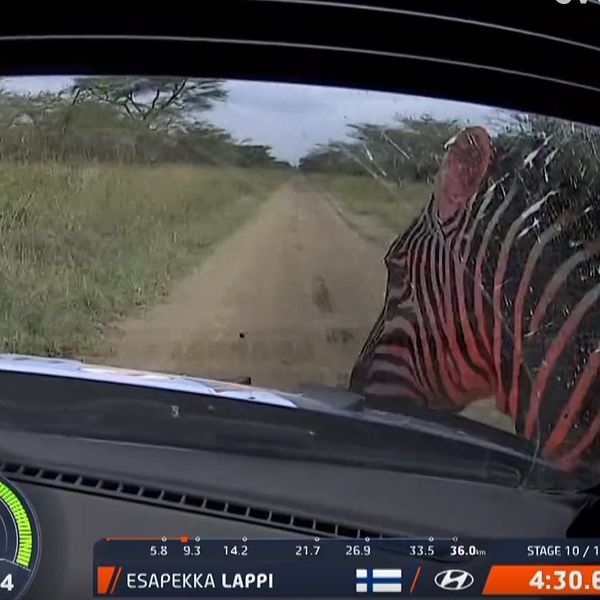 Zebra blir påkörd av en bil.