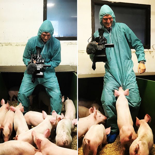 Reportern Kristian Åkergren filmar griskultingar.