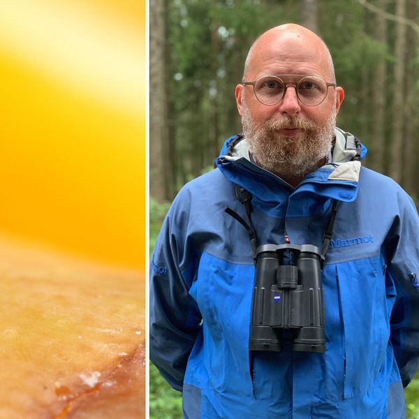 Till vänster en närbild på en bananfluga, till höger Magnus Stensmyr med skägg, står ute i skogen med blå jacka och kikare runt halsen.