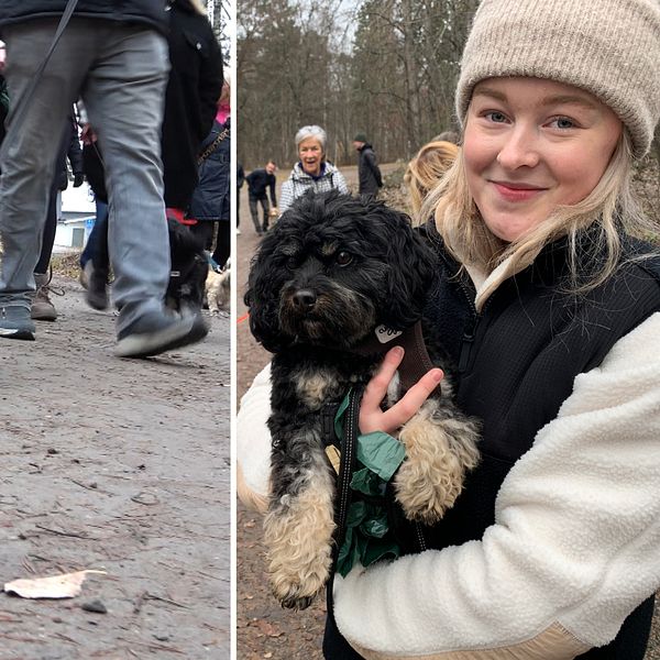 Hundar på en välgörenhetspromenad