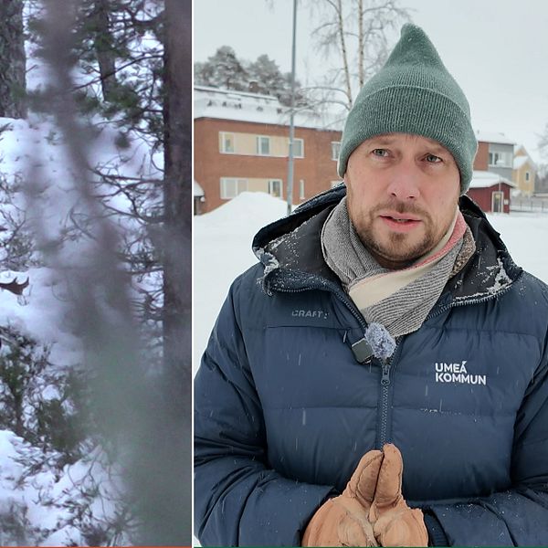 Dela bilden visar till vänster en ren med ett grönt halsband som står i en snöig skogsmiljö. Till höger syns en person klädd i vinterkläder med en mössa och halsduk, iklädd en jacka med texten ”UMEÅ KOMMUN” synlig. I bakgrunden finns snötäckta byggnader.