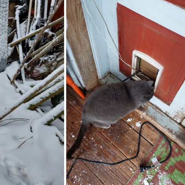 Bild på en katt och kattspår i snö.
