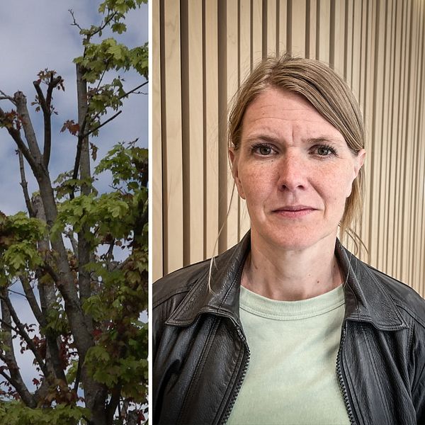 Länsstyrelsen i Dalarnas flagga trasslar in sig i ett träd och Kristin Plahn som är tillfförordnad HR-chef berättar om minskade antal tjänster i verksamheten.
