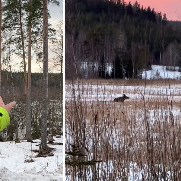 en insatsledare och en älgko i ett vattendrag
