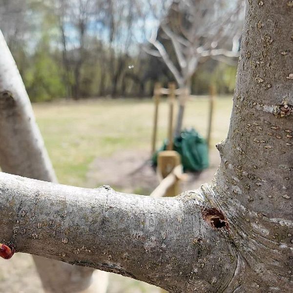 Närbild på trädgren med två personer suddigt i bakgrunden i parkmiljö.