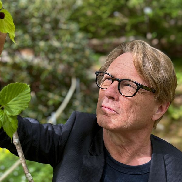 Delad bild. Till vänster: Person håller upp vit näsduk vid träd, med SVT-mikrofon i andra handen. Till höger: Person synar blad i skog.