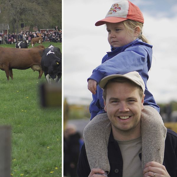 Delad bild. Till vänster: kor på grön äng vid röd ladugård. Till höger: barn på vuxens axlar.