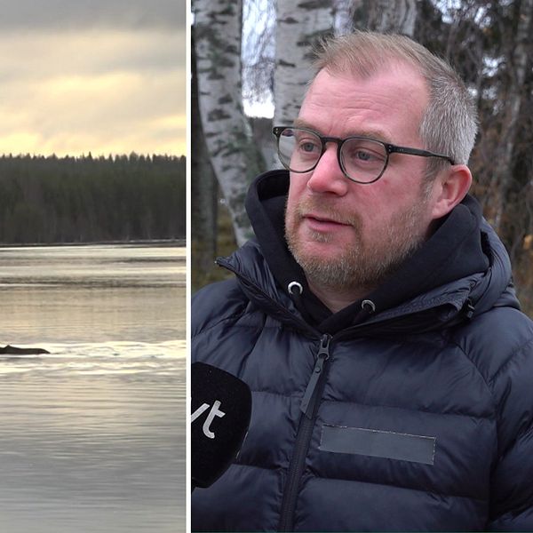 till vänster: älgar som simmar över, till höger: Johan Erhag, projektledare den stora älgvandringen