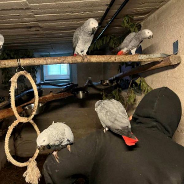 Flera djur, bland annat igelkott och papegojor, i bristfälliga miljöer enligt utredningen.