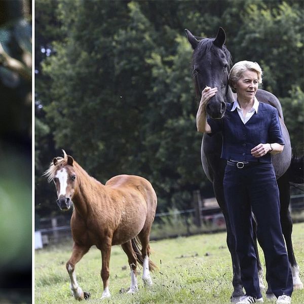 En varg och Ursula von der Leyen med två hästar