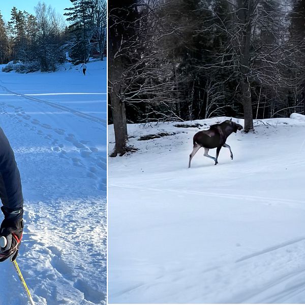 En bild på en älg och en kvinna som åker längdskidor.