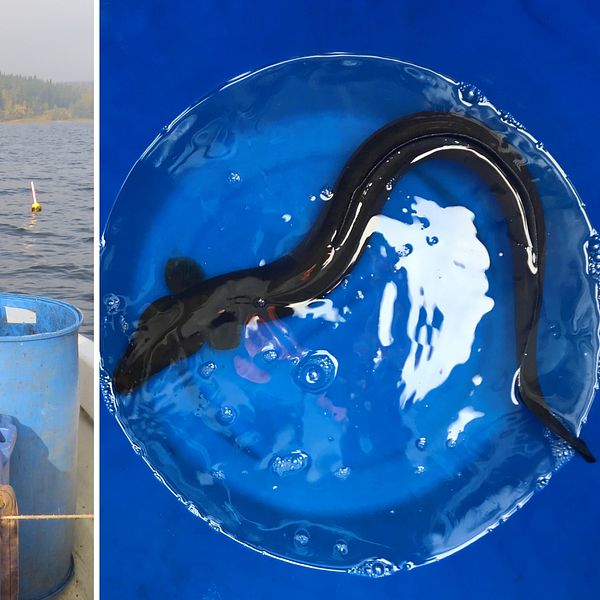 Tvådelad bild: Till vänster visas två män i vattentåliga kläder som arbetar på en båt, där de hanterar fiskeprodukter i röda och blå behållare med sjöklädda omgivningar. Till höger syns en svart ål som simmar i klart vatten med en blå bakgrund.