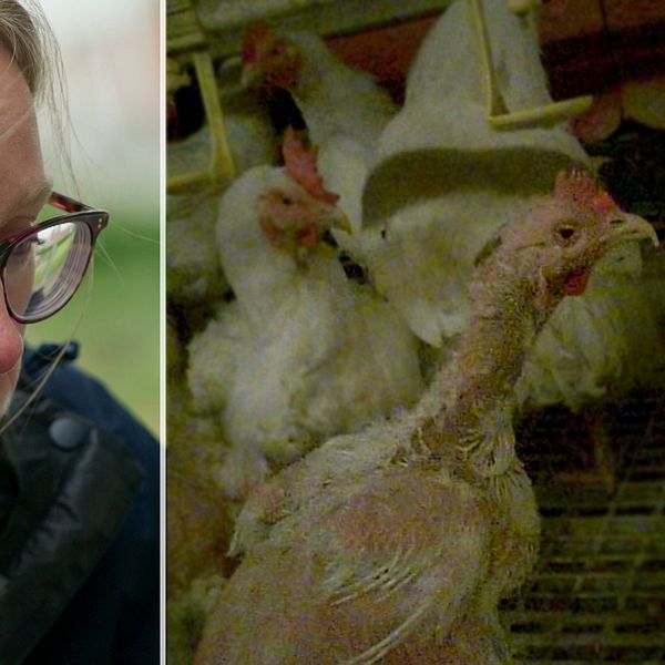 Avelshöns i svensk kycklingproduktion med plockade fjädrar