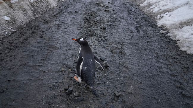 Global uppvärmning i Antarktis. Pingviner går på barmark vid Chiles militärbas i Antarktis i november 2023.