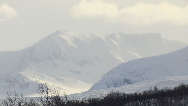 vy mot snöigt fjällmassiv, fjällskog i förgrund