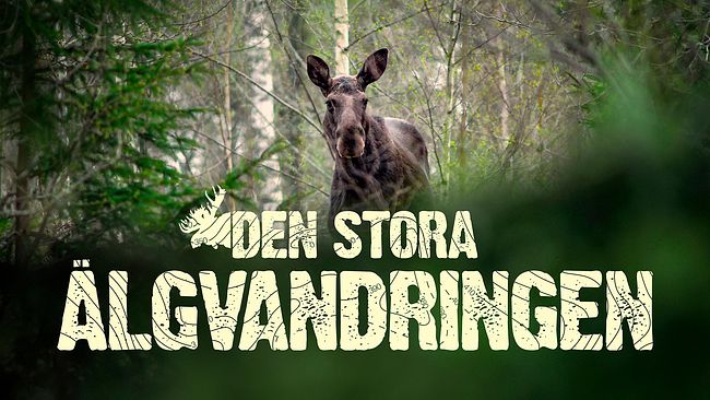 Den stora älgvandringen.