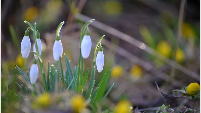 snödroppar