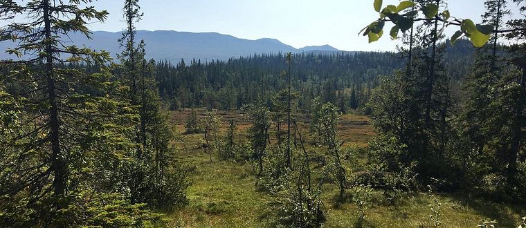 Fjällnära skog