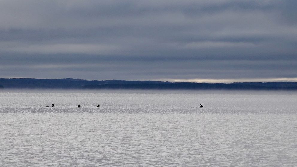 Rådjur simmar över Storsjön utanför Östersund