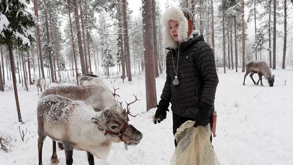 Jon-Ánte Kuhmunen i renhagen i Jokkmokk.