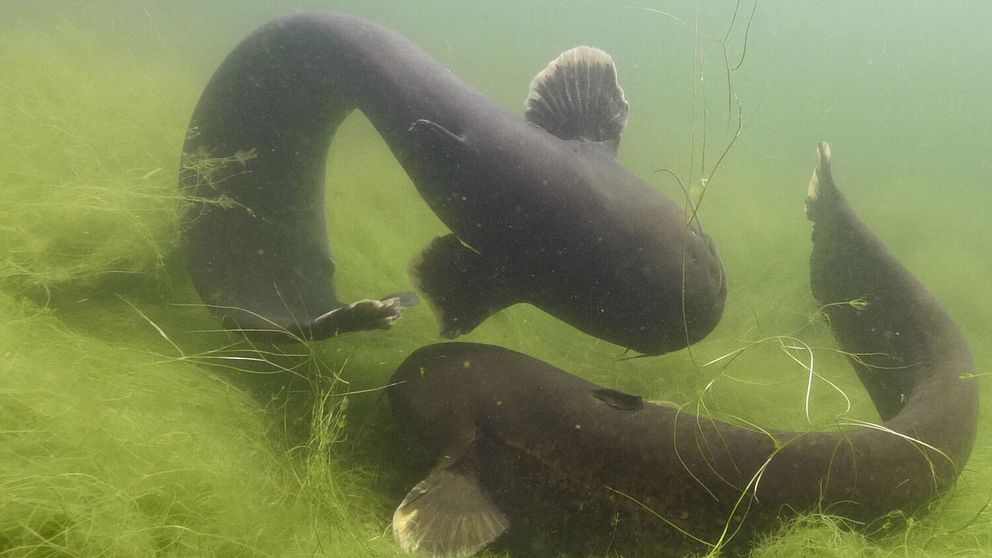En av världens största sötvattenfiskar är tillbaka i Osbysjön.